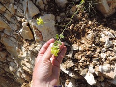 Biscutella auriculata