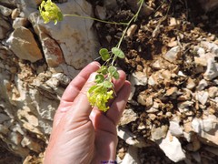 Biscutella auriculata