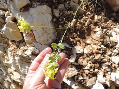 Biscutella auriculata