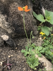Papaver californicum