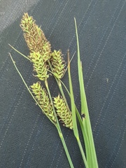 Carex hartmanii