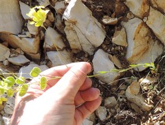 Biscutella auriculata