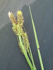 Carex hartmanii
