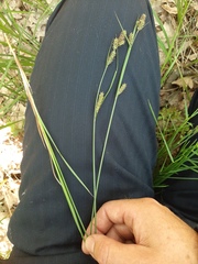 Carex hartmanii