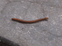 Glyphiulus granulatus