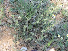 Helianthemum asperum