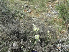 Thalictrum tuberosum