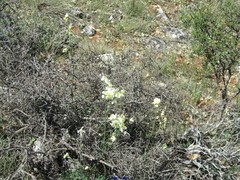 Thalictrum tuberosum