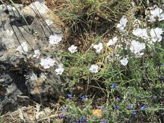 Lithodora fruticosa