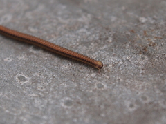 Glyphiulus granulatus