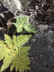 Cheilanthes leucopoda