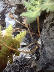 Cheilanthes leucopoda