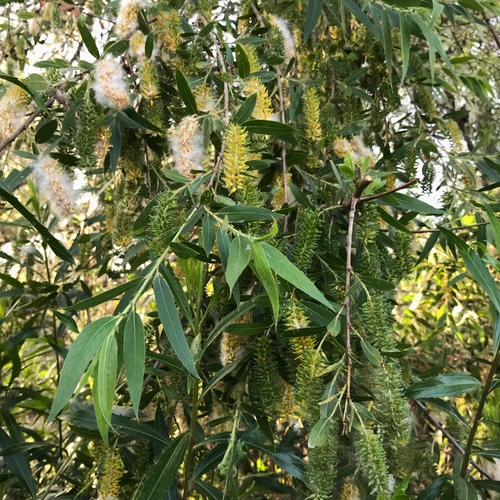 iNaturalist observation photo of Goodding's willow