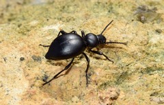 Tentyria rotundata orbicollis