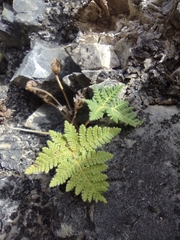 Cheilanthes leucopoda