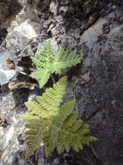 Cheilanthes leucopoda
