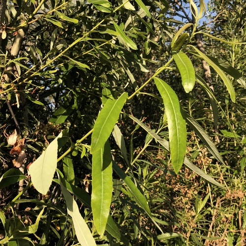 iNaturalist observation photo of Arroyo Willow