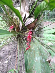 Anthurium gracile