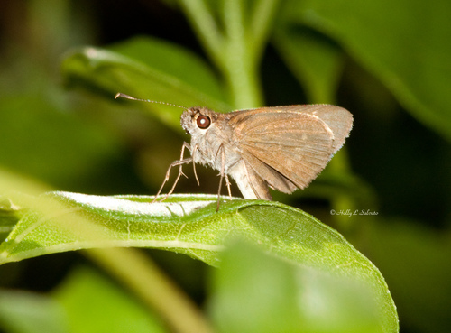 Three-spotted Skipper