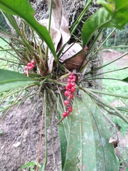 Anthurium gracile