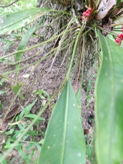 Anthurium gracile