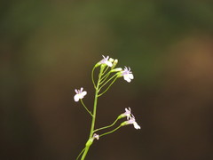 Hesperidanthus linearifolius
