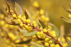Acacia microcarpa