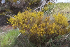 Acacia microcarpa