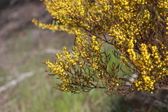 Acacia microcarpa
