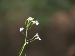 Hesperidanthus linearifolius