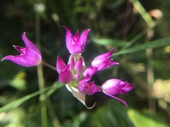 Allium peninsulare