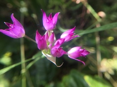 Allium peninsulare