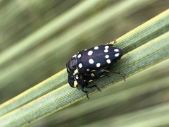 Diphucrania duodecimmaculata