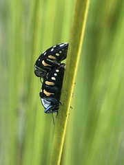 Diphucrania duodecimmaculata