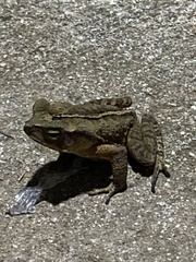 Rhinella ornata