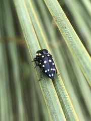 Diphucrania duodecimmaculata