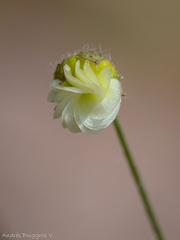 Cristaria dissecta dissecta