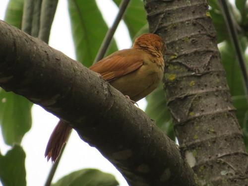 Henna-capped Foliage-gleaner (Clibanornis rectirostris), photo 4