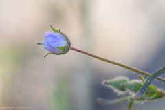 Cristaria dissecta dissecta