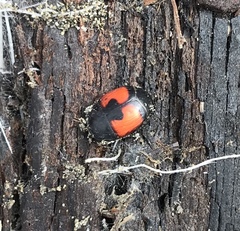 Spilodiscus sellatus