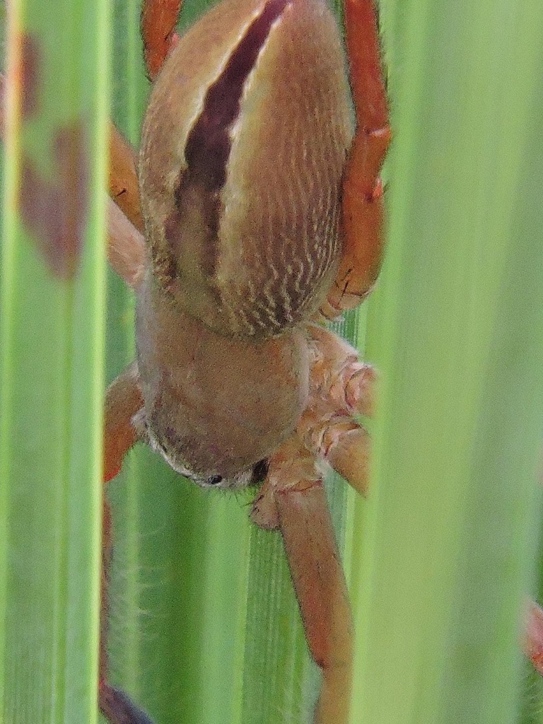 Zachria oblonga