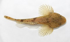 Cottus girardi