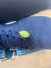 Chlorocoris distinctus