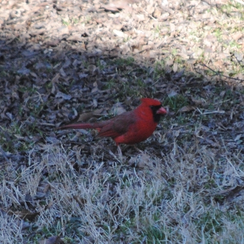Northern Cardinal photographed in Tennessee