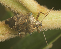 Montrouzierellus
