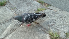 Columba livia