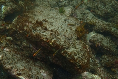 Forsterygion maryannae