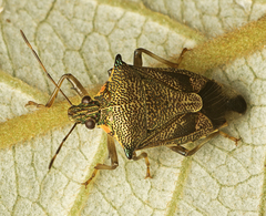 Montrouzierellus