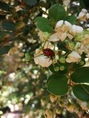 Brontocoris nigrolimbatus