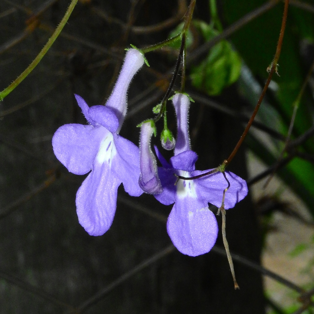 false African violet from Cidade Universitária, Campinas - SP, Brasil ...